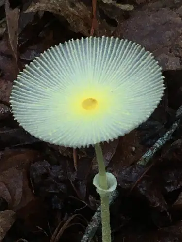 Fragile Dapperling (Leucocoprinus fragilissimus), photo