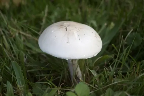 Leucocoprinus leucothites (Leucocoprinus leucothites), photo