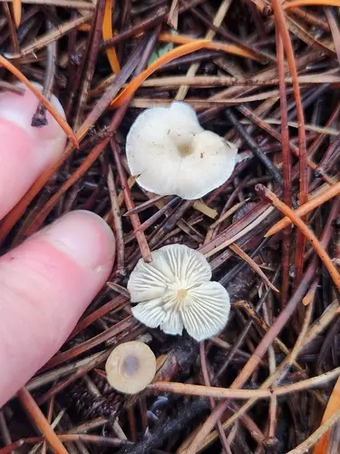 Leucocybe candicans (Leucocybe candicans), photo