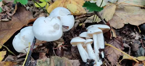 White Domecap (Leucocybe connata), photo