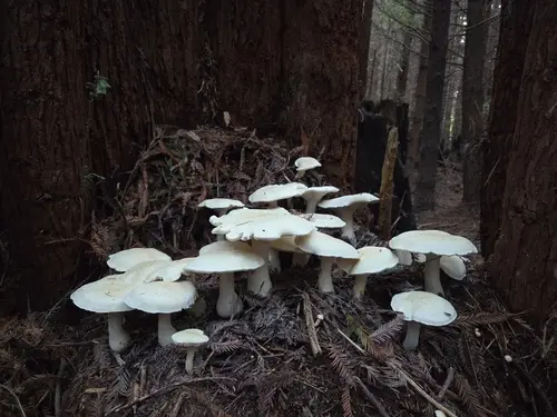 Large White Leucopax (Leucopaxillus albissimus), photo