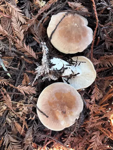 Bitter Brown Leucopax (Leucopaxillus gentianeus), photo