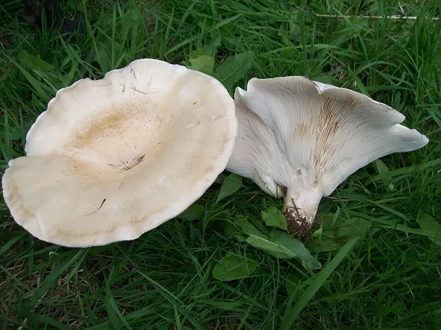 Giant Funnel (Leucopaxillus giganteus), photo
