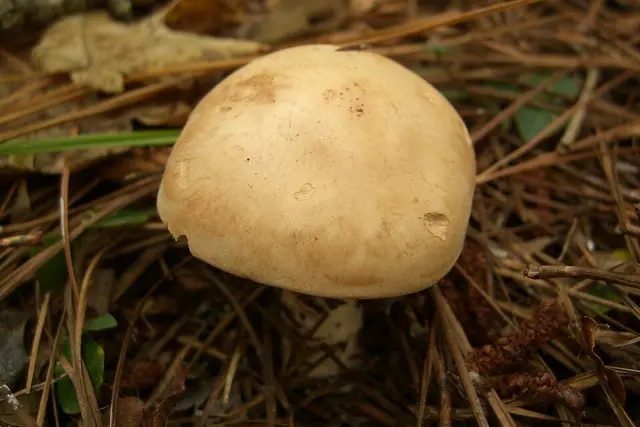 Leucopaxillus laterarius (Leucopaxillus laterarius), photo