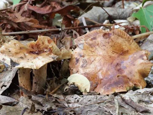 Leucopaxillus tricolor (Leucopaxillus tricolor), photo