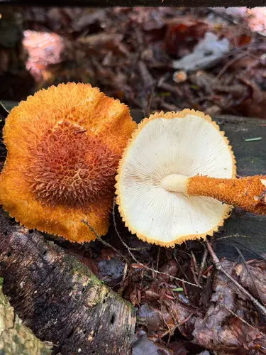 Decorated Pholiota (Leucopholiota decorosa), photo