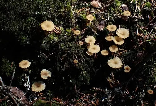 Lichenomphalia ericetorum (Lichenomphalia ericetorum), photo