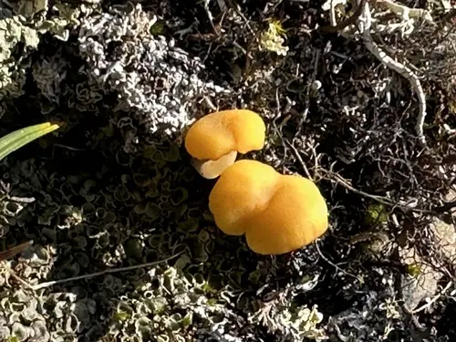 Arctic Mushroom Scales Lichen (Lichenomphalia hudsoniana), photo