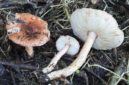 Limacella delicata (Limacella delicata), photo