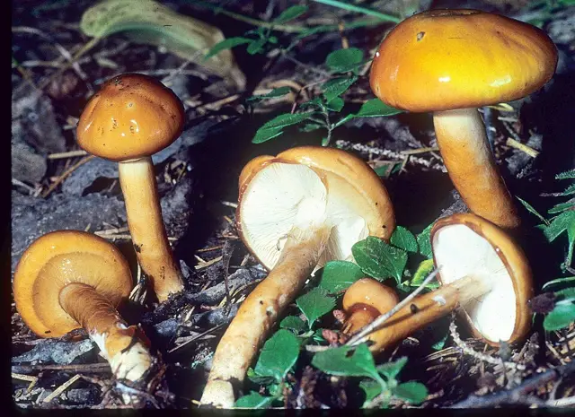 Limacella glischra (Limacella glischra), photo