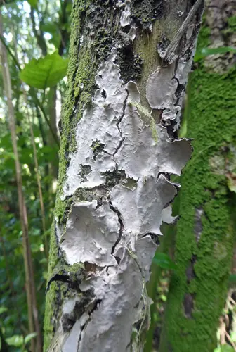 Lopharia cinerascens (Lopharia cinerascens), photo
