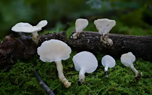 Loweomyces fractipes (Loweomyces fractipes), photo
