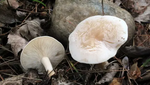 Lulesia mundula (Lulesia mundula), photo
