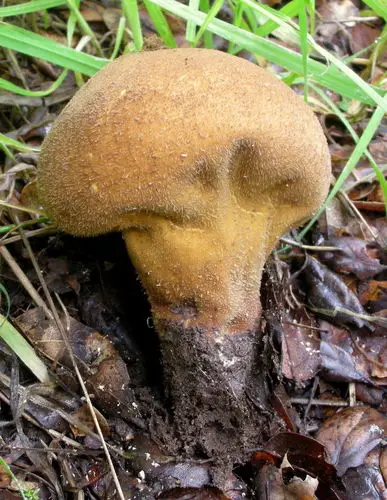 Dark-Spored Puffball (Lycoperdon atropurpureum), photo