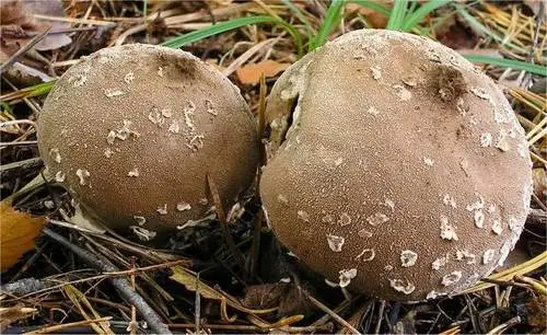 Lycoperdon candidum (Lycoperdon candidum), photo