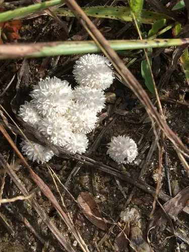 Curtis's Puffball (Lycoperdon curtisii), photo