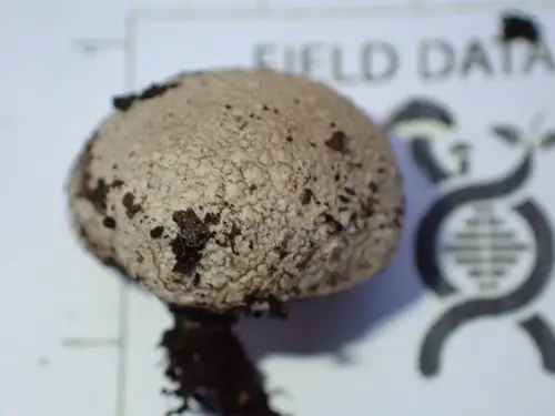 Dwarf Bovist (Lycoperdon dermoxanthum), photo