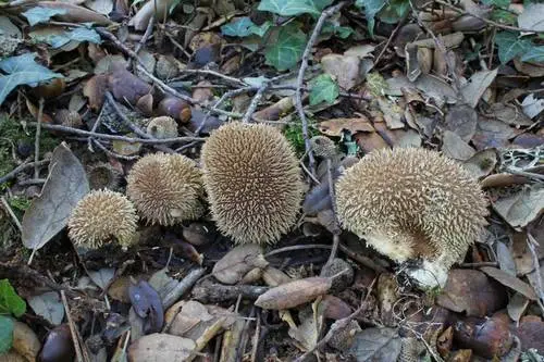 Hedgehog Puffball (Lycoperdon echinatum), photo