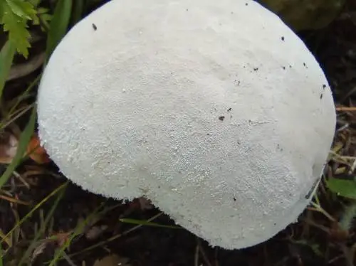 Pestle Puffball (Lycoperdon excipuliforme), photo