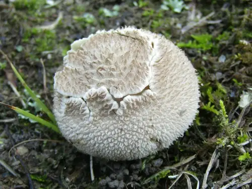 Peeling Puffball (Lycoperdon marginatum), photo