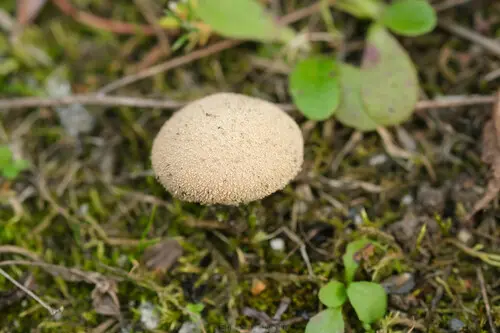 Smooth Puffball (Lycoperdon molle), photo
