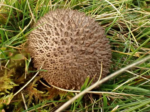 Blackish Puffball (Lycoperdon nigrescens), photo