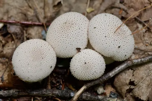 Common Puffball (Lycoperdon perlatum), photo