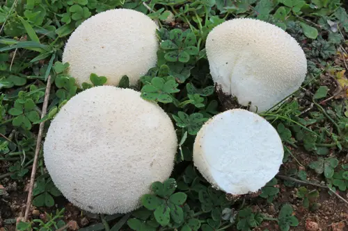 Meadow Puffball (Lycoperdon pratense), photo