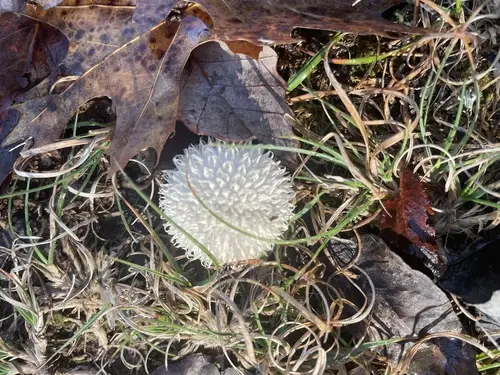 Lycoperdon pulcherrimum (Lycoperdon pulcherrimum), photo