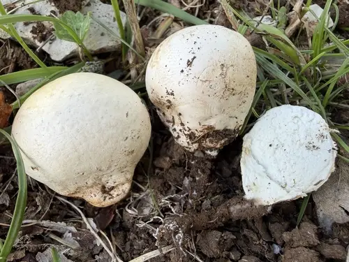 Rooting Bovist (Lycoperdon radicatum), photo