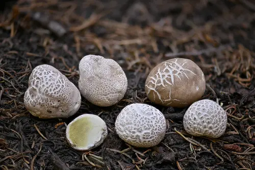 Small-Warted Mountain Puffball (Lycoperdon subcretaceum), photo