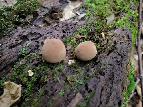 Lycoperdon subincarnatum (Lycoperdon subincarnatum), photo