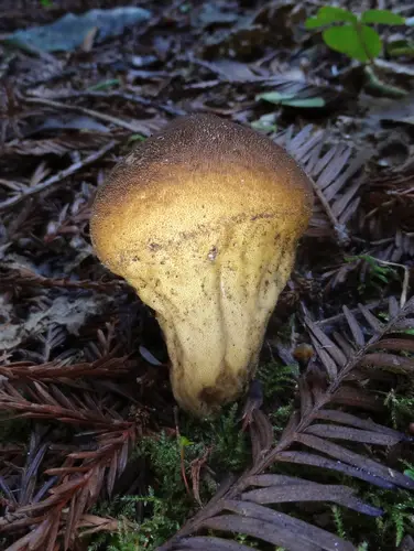 Umber-Brown Puffball (Lycoperdon umbrinum), photo