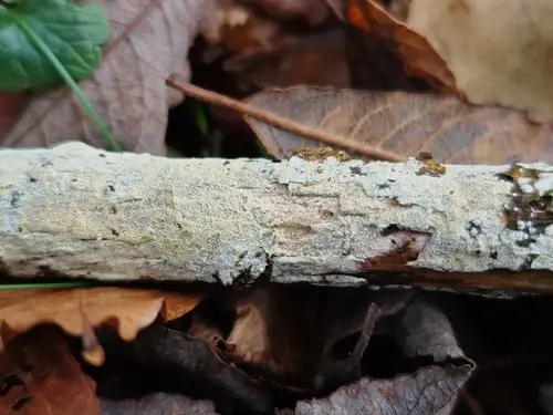 Lyomyces crustosus (Lyomyces crustosus), photo