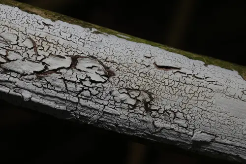 Elder Whitewash (Lyomyces sambuci), photo