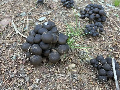 Clustered Domecap (Lyophyllum decastes), photo
