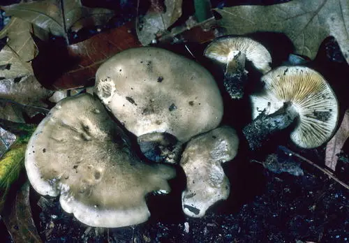 Lyophyllum fuligineum (Lyophyllum fuligineum), photo