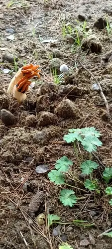 Lantern Stinkhorn (Lysurus cruciatus), photo