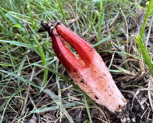 Lantern Stinkhorn (Lysurus mokusin), photo