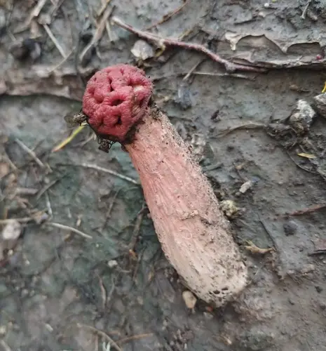 Lysurus sphaerocephalus (Lysurus sphaerocephalus), photo