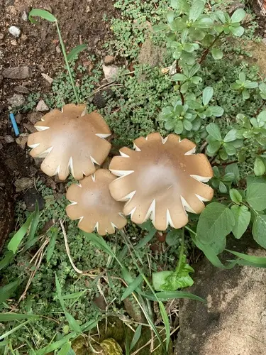 American Titan (Macrocybe titans), photo
