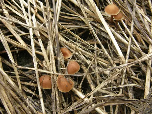 Cucumber Cap (Macrocystidia cucumis), photo