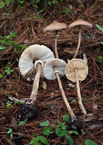 Parasols (Macrolepiota macilenta), photo