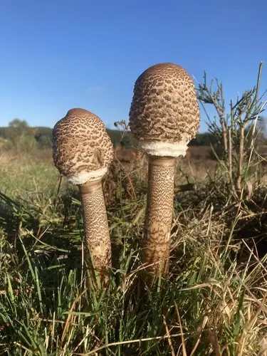 Parasol (Macrolepiota procera), photo