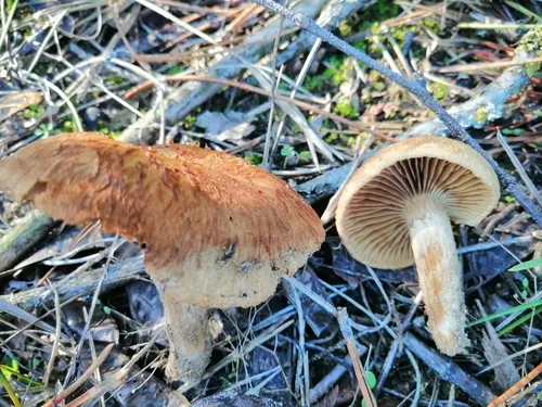 Caesar's Fibrecap (Mallocybe heimii), photo