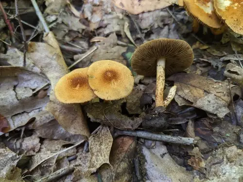 Mallocybe unicolor (Mallocybe unicolor), photo