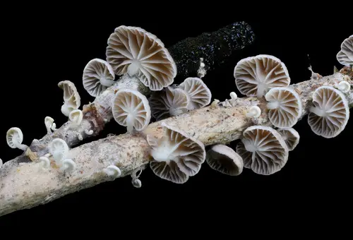 Marasmiellus candidus (Marasmiellus candidus), photo