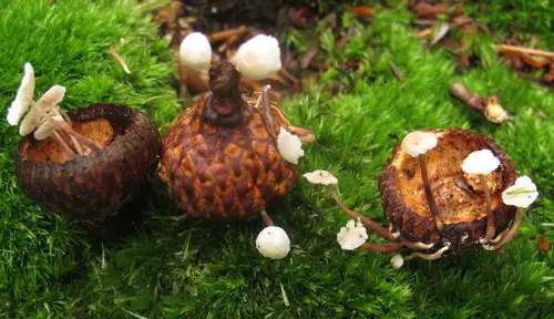 Marasmiellus praeacutus (Marasmiellus praeacutus), photo