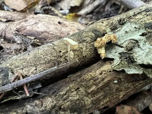 Marasmiellus tenerrimus (Marasmiellus tenerrimus), photo