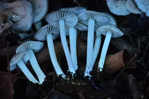 Marasmius albogriseus (Marasmius albogriseus), photo